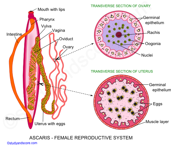 Ascaris reproductive system, Ascaris female reproductive system, Formation of gametes, Ovaries, Ovidust, Uteri, Vagina, Germinal zone, Growth zone, Maturation zone
